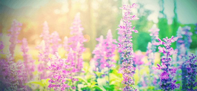 Salvia: Alles Wat Je Weten Moet
