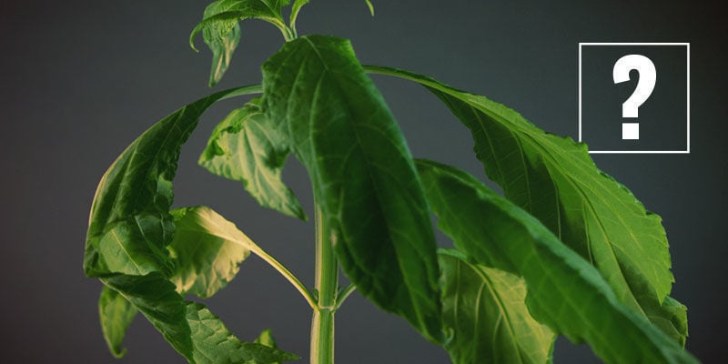 HOE GEBRUIK JE SALVIA DIVINORUM?