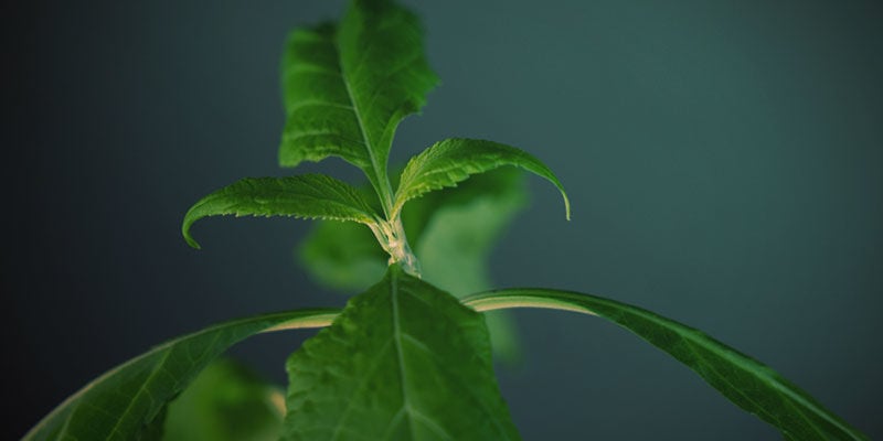 De Salvia Experiental Schaal