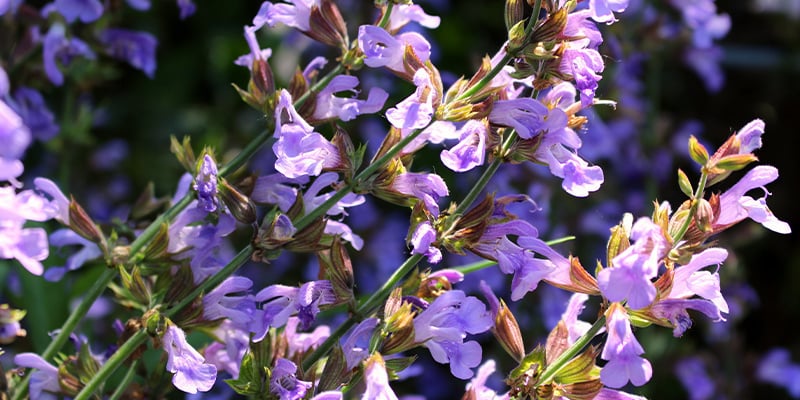 Maak kennis met Salvia