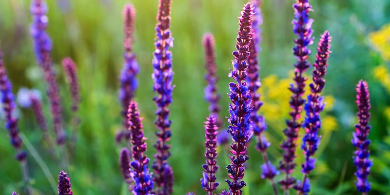 Wat is Salvia?