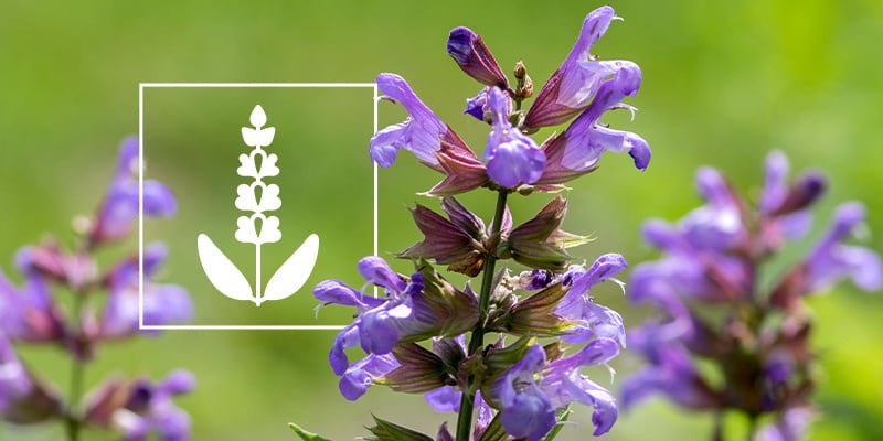 Salvia: alles wat je erover moet weten