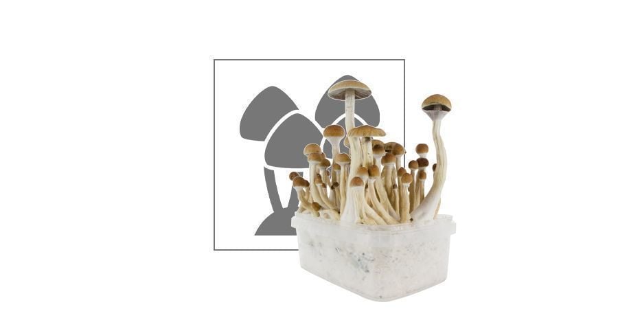 VP Fresh Mushrooms Grow Kit