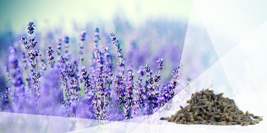 Lavendel