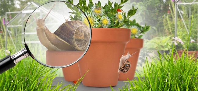 Kanna kan doelwit zijn van de gebruikelijke insecten
