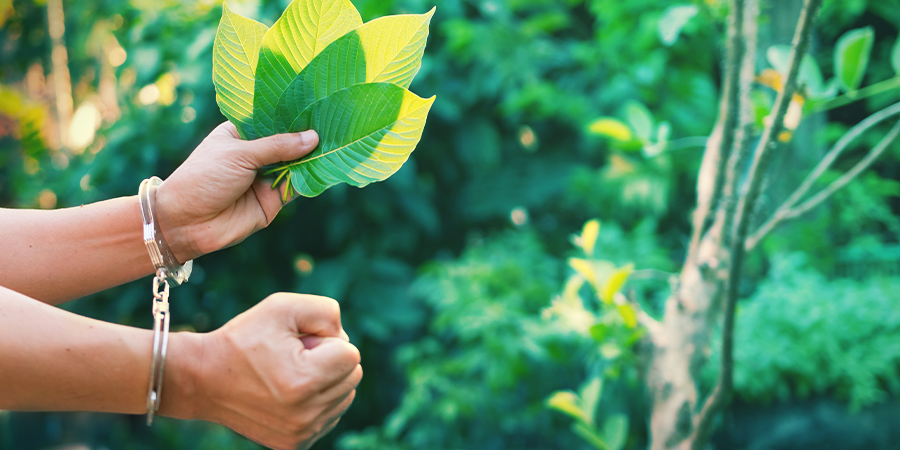 Kratom Gebruik Blijft Bestaan Ondanks Wetgeving Kratom Gebruik Blijft Bestaan Ondanks Wetgeving
