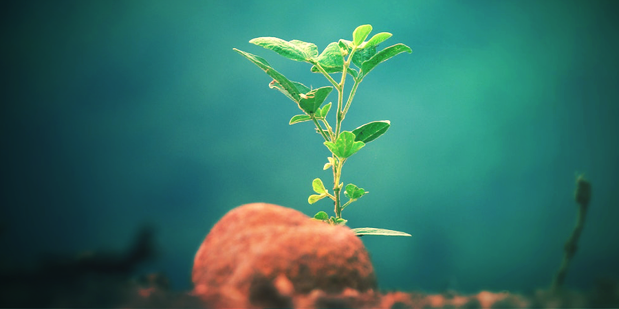 Het Kweken Van Kratom Het Kweken Van Kratom