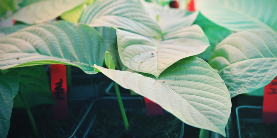 De Beste Bodem Voor De Teelt Van Kratom De Beste Bodem Voor De Teelt Van Kratom