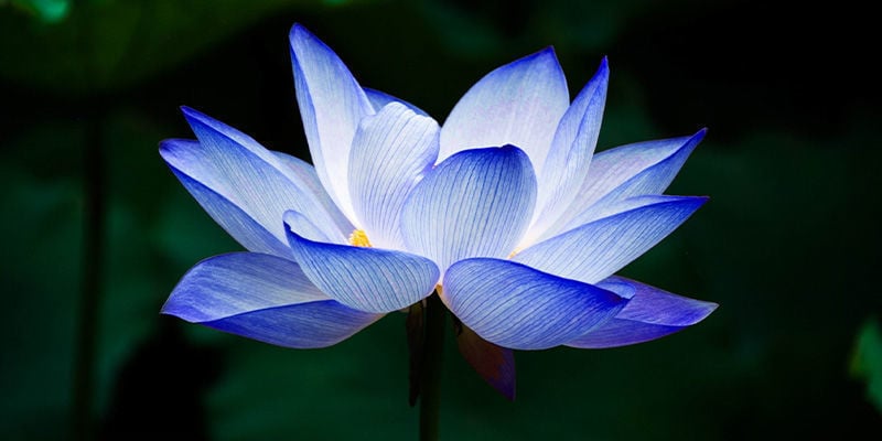 Blauwe Lotus