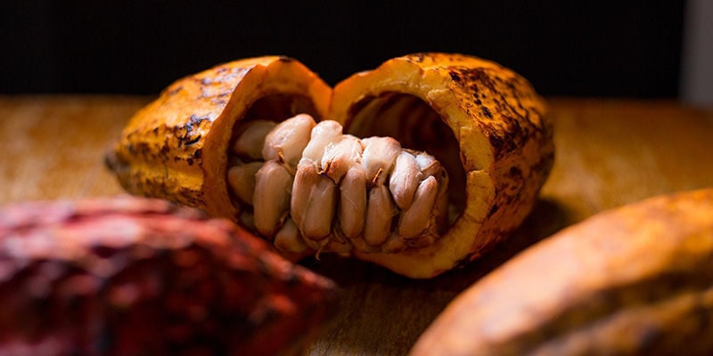 Cacao