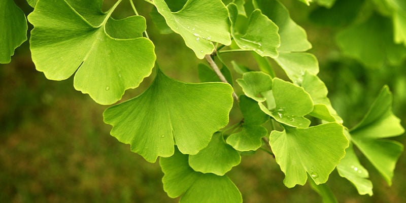 Gingko Biloba