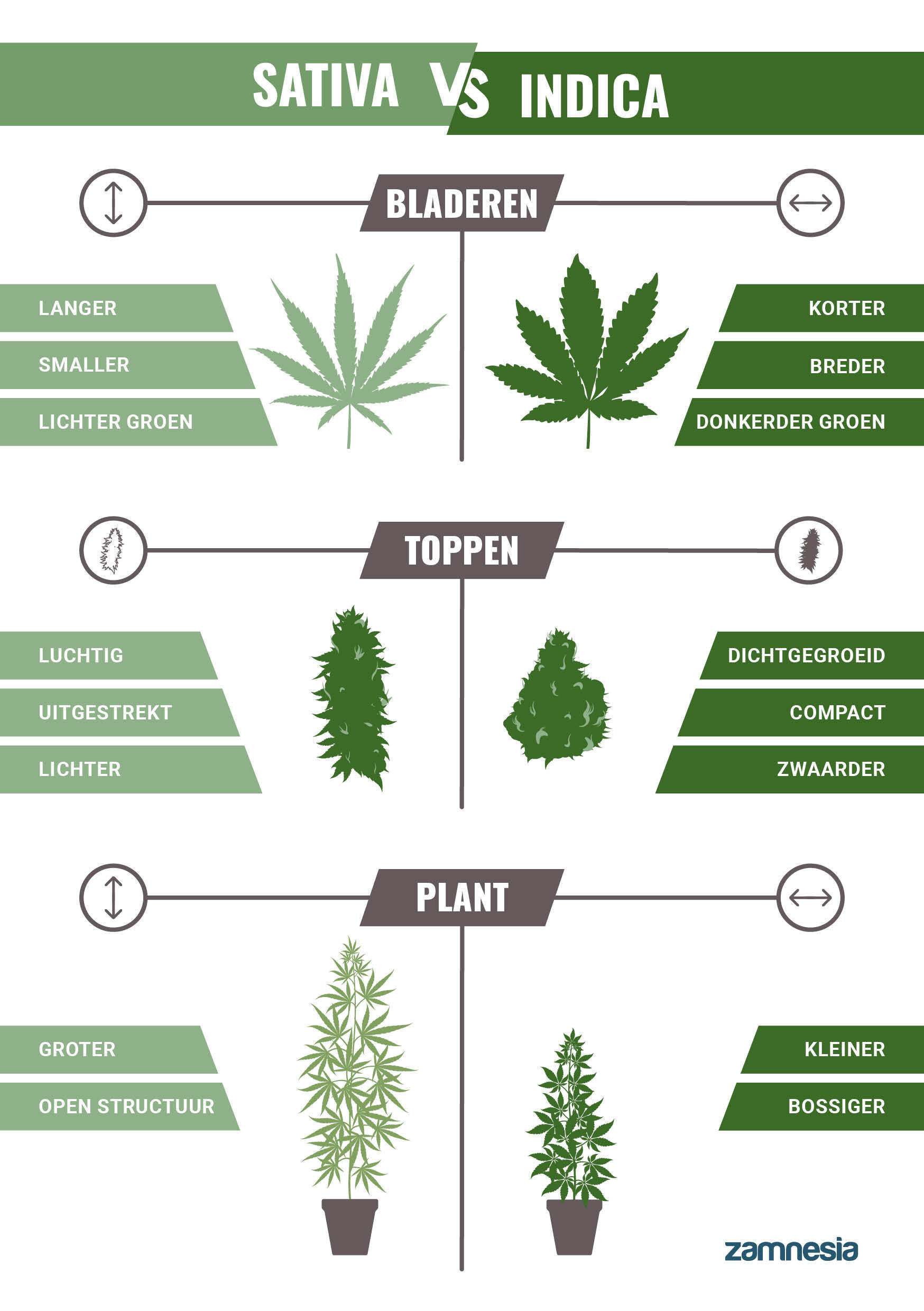 Indica VS Sativa
