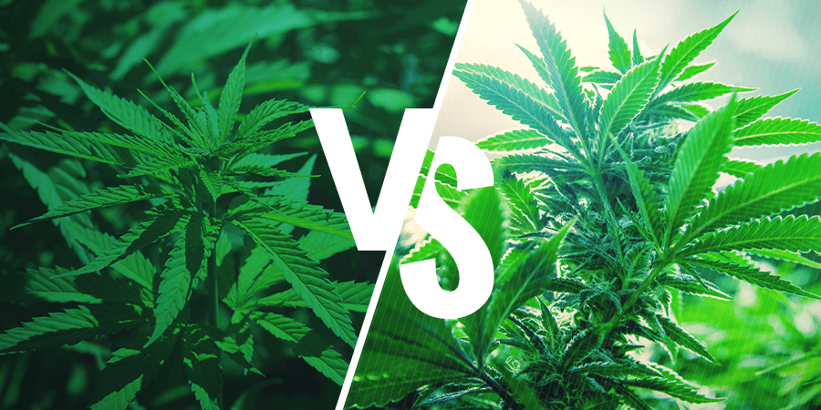 Sativa vs. Indica: Effecten