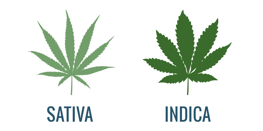 Sativa Vs. Indica: Eigenschappen