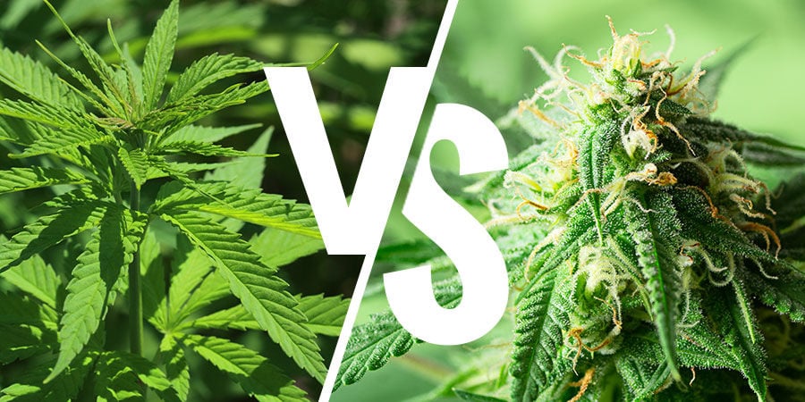 Het Indica Versus Sativa-Debat: Is Dit Nog Steeds Relevant?