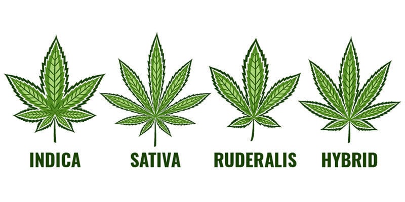 Wat Zijn Indica, Sativa En Hybride Strains?