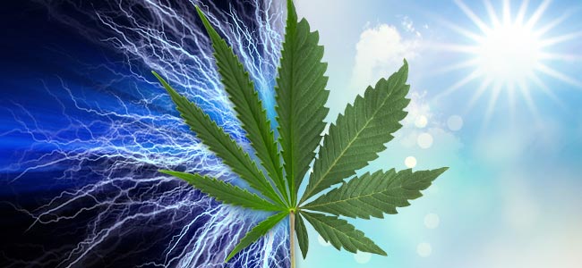 Sativa Vs. Indica: Eigenschappen