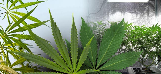 Sativa Vs. Indica: Het Verschil In Groei