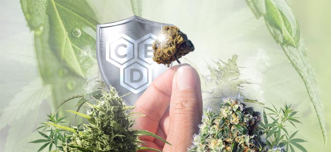 Cannabis Soorten Rijk Aan CBD