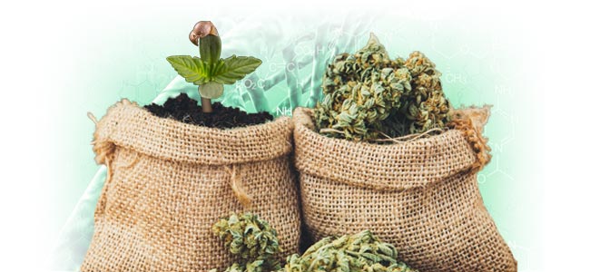 Wat wordt als een CBD-rijke soort beschouwd?