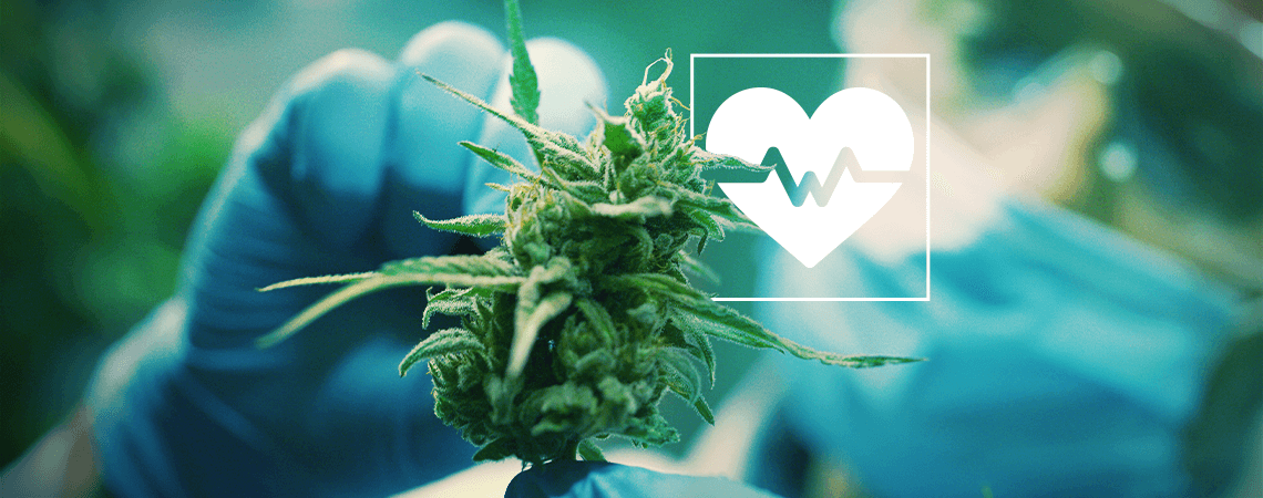 Cannabis Onderzoek: Een Selectie Van De Meest Belangrijke Medische Onderzoeken Cannabis Onderzoek: Een selectie van de meest belangrijke medische onderzoeken