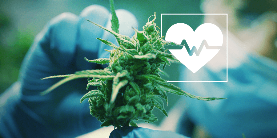 Cannabis Onderzoek: Een Selectie Van De Meest Belangrijke Medische Onderzoeken Cannabis Onderzoek: Een selectie van de meest belangrijke medische onderzoeken