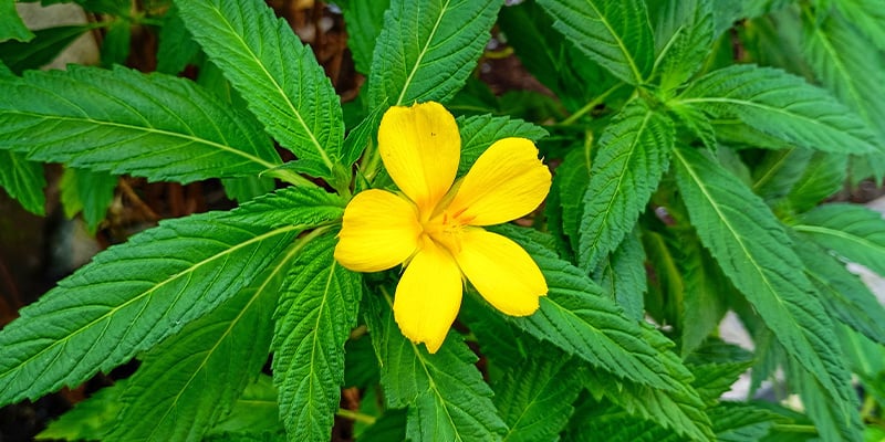 Damiana: FAQ