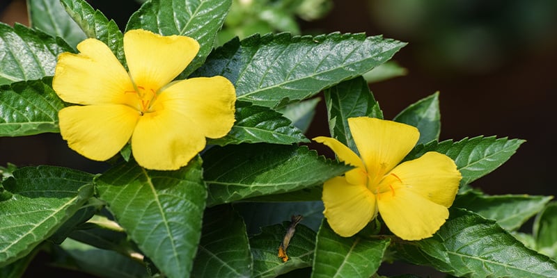 Wat is damiana?