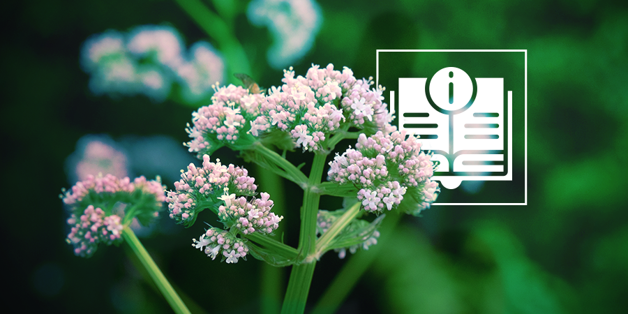 Is valeriaan veilig voor peuters