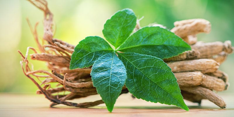 Een Kennismaking Met Ginseng