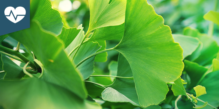 Ginkgo Biloba