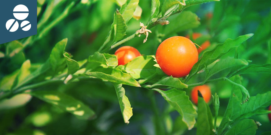 Ashwagandha Ashwagandha
