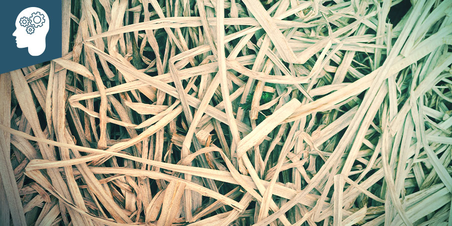 Calamus