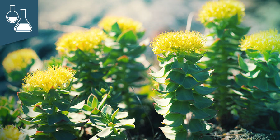 Rhodiola Rosea