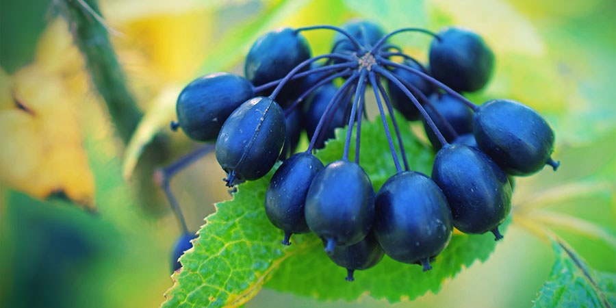 Tonics, Adaptogens And Stimulants Tonics, adaptogens and stimulants