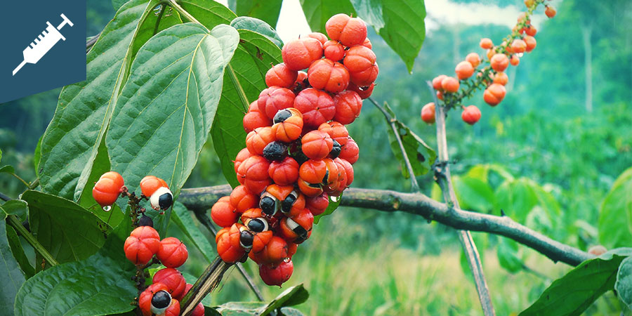 Guarana