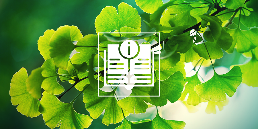 Ginkgo Biloba: Alles Wat Je Zou Moeten Weten Ginkgo Biloba: Alles Wat Je Zou Moeten Weten
