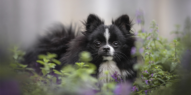 Kan kattenkruid ook voor honden worden gebruikt?