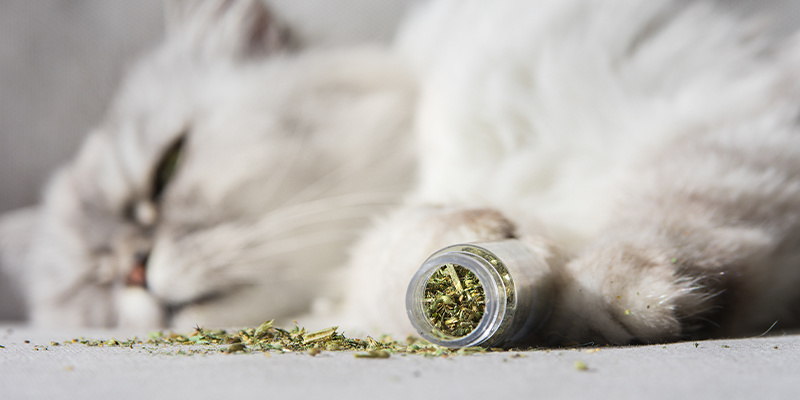 Kattenkruid: een geschenk van de natuur voor katten