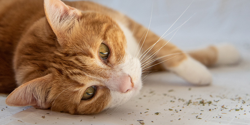 Is kattenkruid een drug? Worden katten er high van?