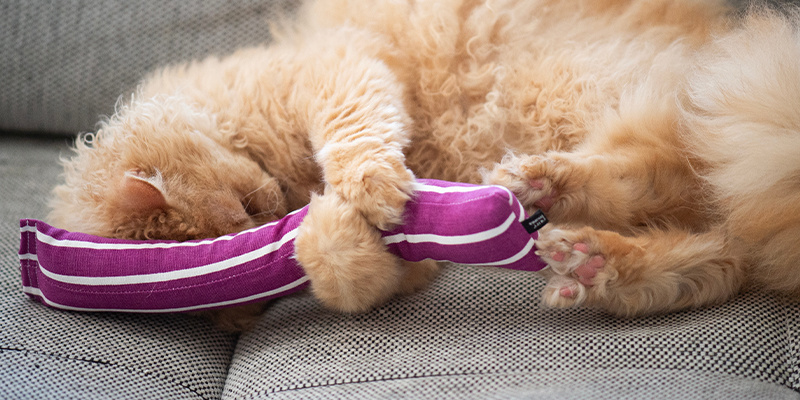 Kattenkruidspeeltjes