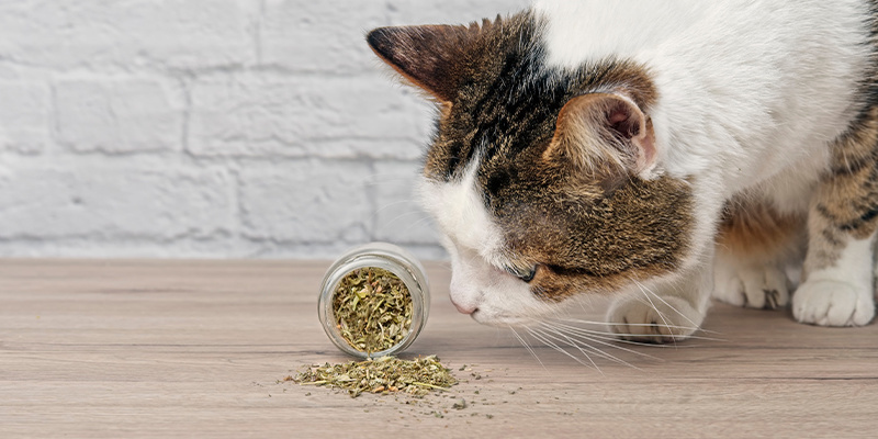 De verschillende vormen van kattenkruid