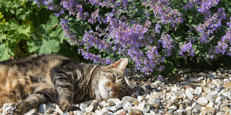 Vers kattenkruid