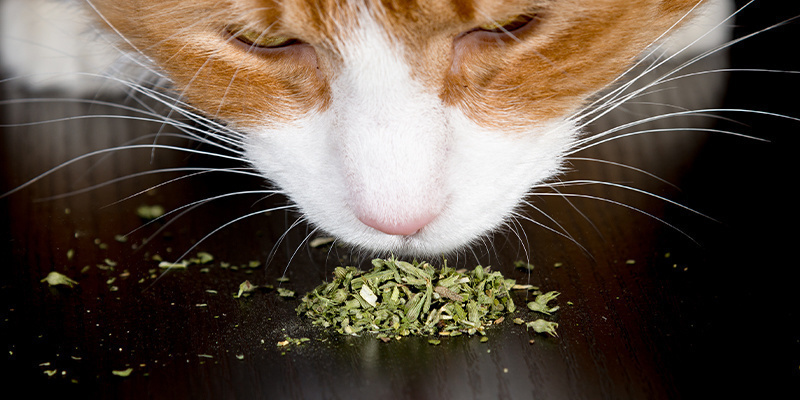 Hoe geef je katten kattenkruid?