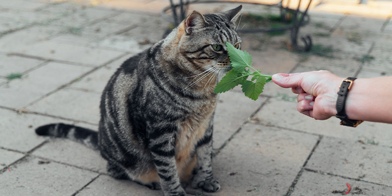 Is kattenkruid veilig voor katten?