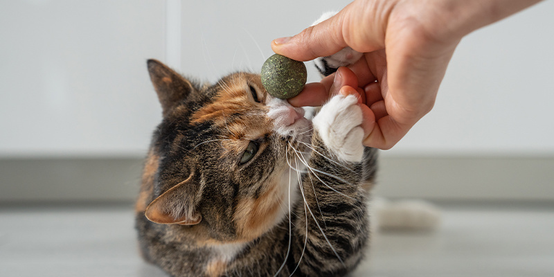 Wat zijn de voordelen van kattenkruid?