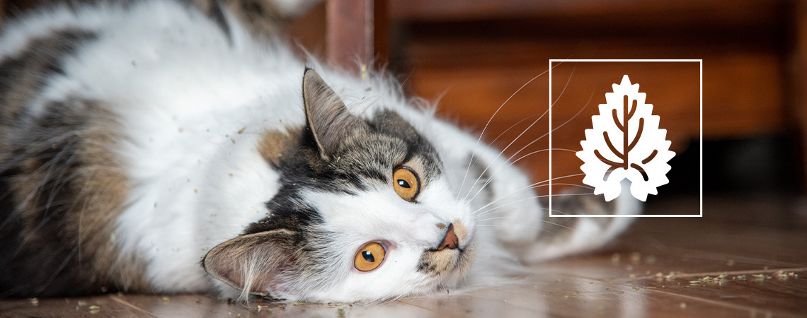 Kattenkruid: alles wat je moet weten