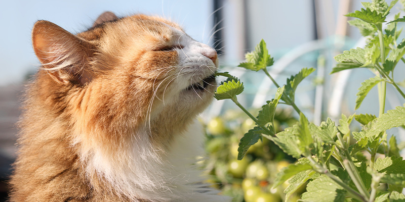 Wat is kattenkruid?