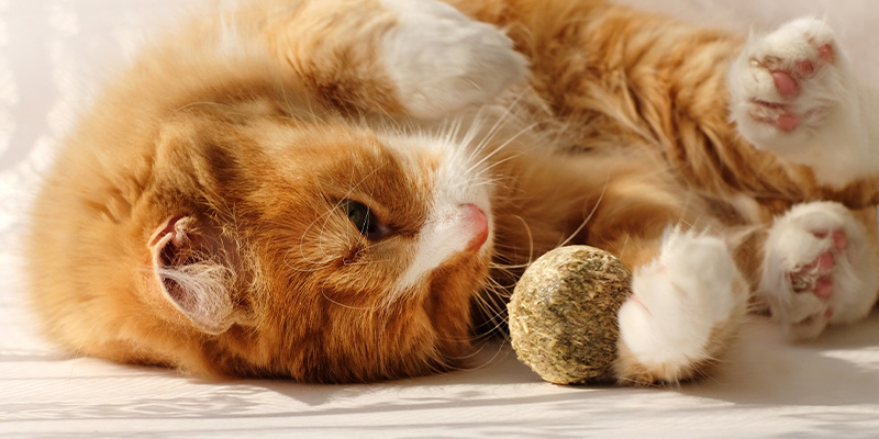 Waarom zijn katten dol op kattenkruid?