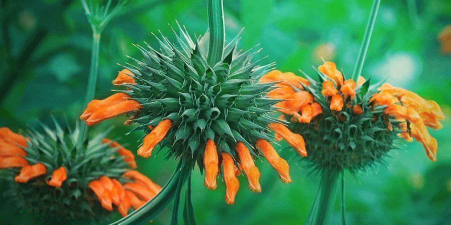 Botanische Informatie Over Leonotis Leonurus